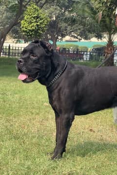 cane corso 03234696626