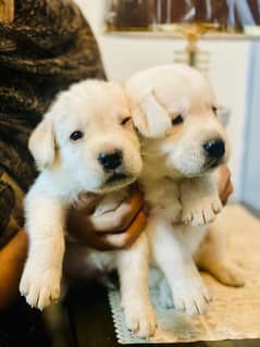 American Lab pups male/female for sale