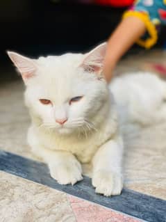 Persian cat for sale