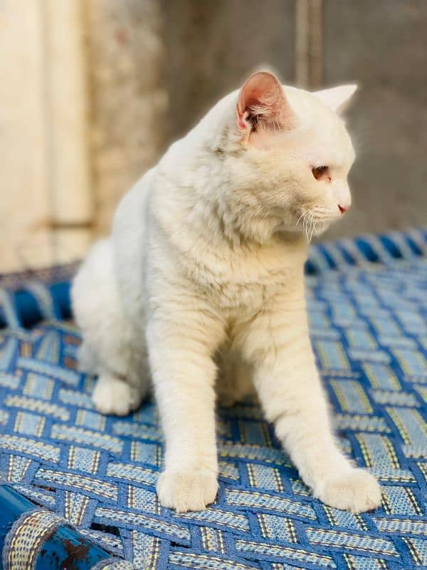 Persian cat for sale 1