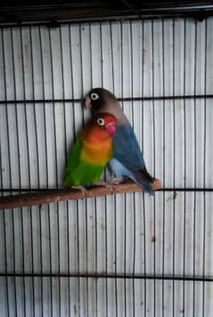 Lovebirds Pairs & 4 Portion tower CagE size 2 by 2.5