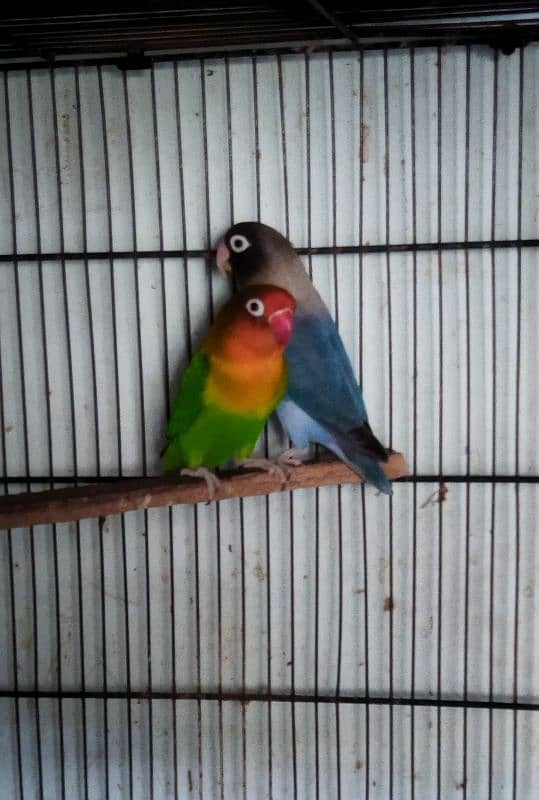 Lovebirds Pairs & 4 Portion tower CagE size 2 by 2.5 0