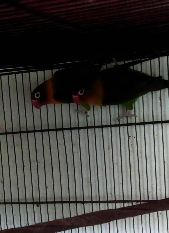 Lovebirds Pairs & 4 Portion tower CagE size 2 by 2.5 1