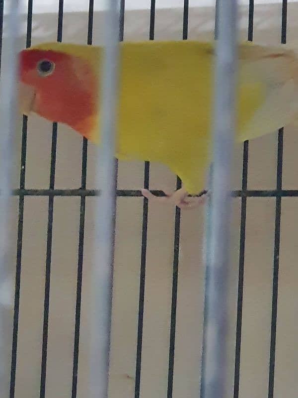 Beautiful Lovebirds For Sale Healthy and active 1