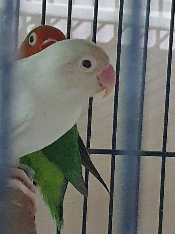 Beautiful Lovebirds For Sale Healthy and active 2