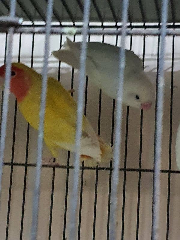 Beautiful Lovebirds For Sale Healthy and active 4