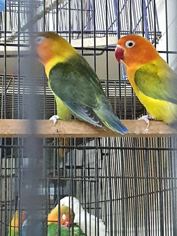 Beautiful Lovebirds For Sale Healthy and active 5