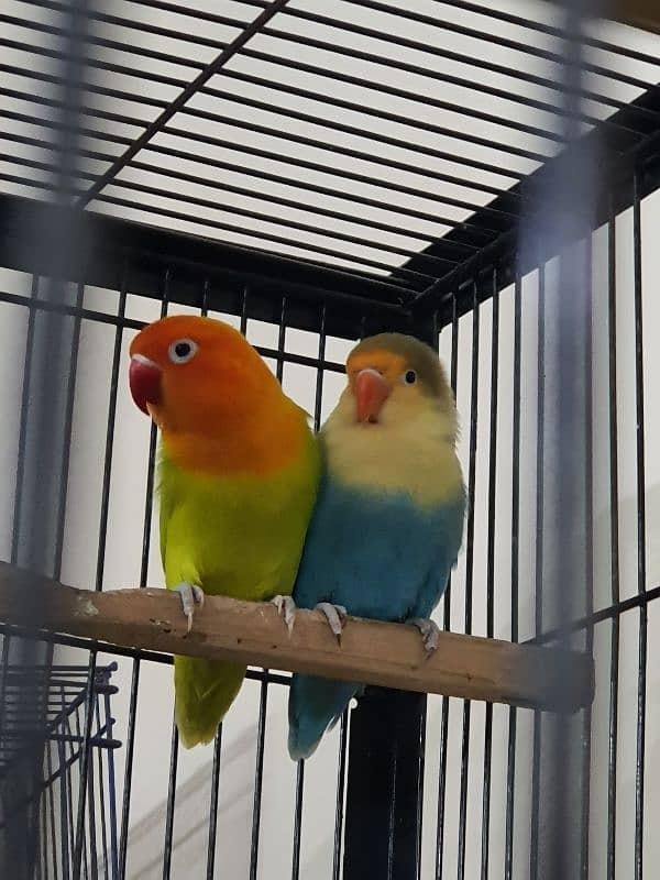 Beautiful Lovebirds For Sale Healthy and active 6