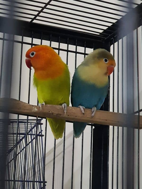 Beautiful Lovebirds For Sale Healthy and active 7