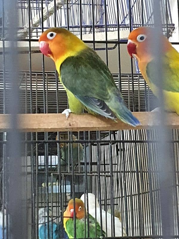 Beautiful Lovebirds For Sale Healthy and active 8