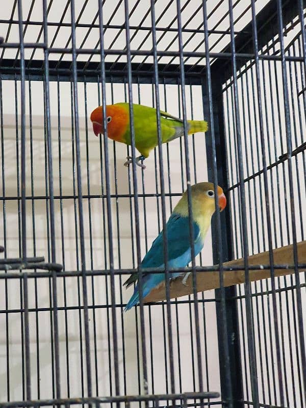 Beautiful Lovebirds For Sale Healthy and active 11