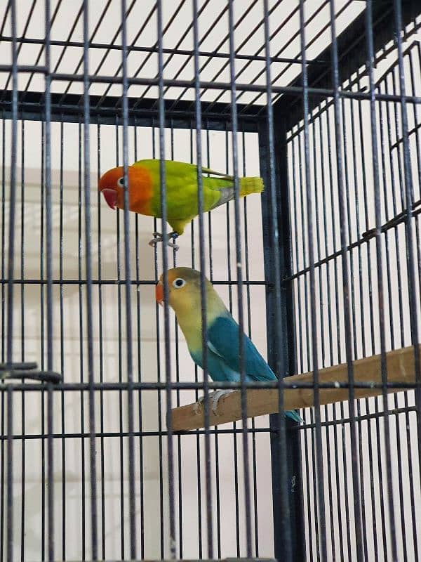 Beautiful Lovebirds For Sale Healthy and active 12