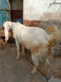 Gulabi Bakri For Sale