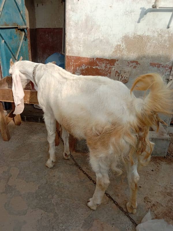 Gulabi Bakri For Sale 0