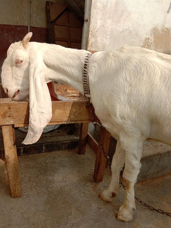 Gulabi Bakri For Sale 1