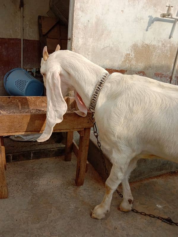 Gulabi Bakri For Sale 2