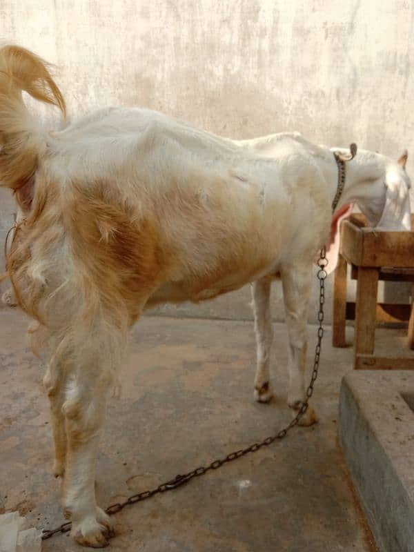 Gulabi Bakri For Sale 3