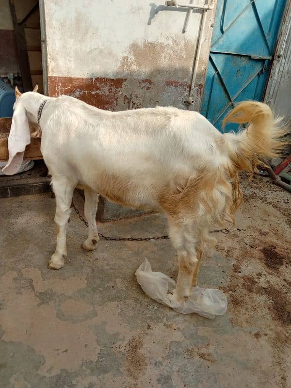 Gulabi Bakri For Sale 4