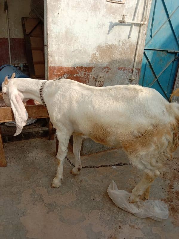 Gulabi Bakri For Sale 5