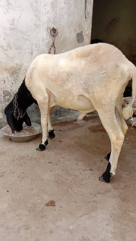 Gulabi Bakri For Sale 7