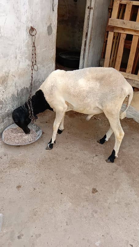 Gulabi Bakri For Sale 8