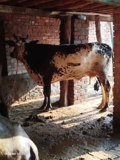 taza soi cow for sale dod 7kg