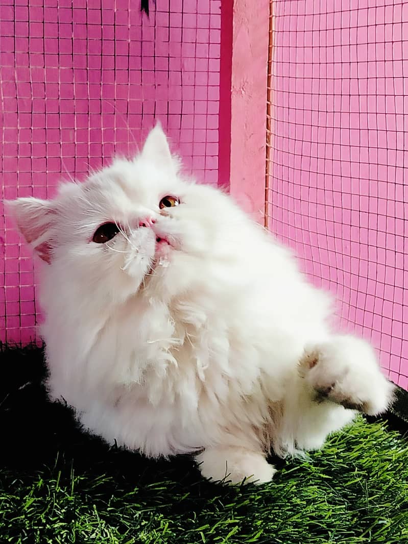 Piki Face Imported Cat | Cat Fore Sale | High Quality Kittens 0