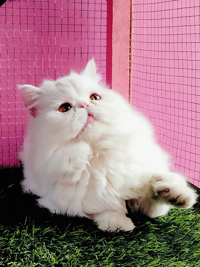 Piki Face Imported Cat | Cat Fore Sale | High Quality Kittens 1