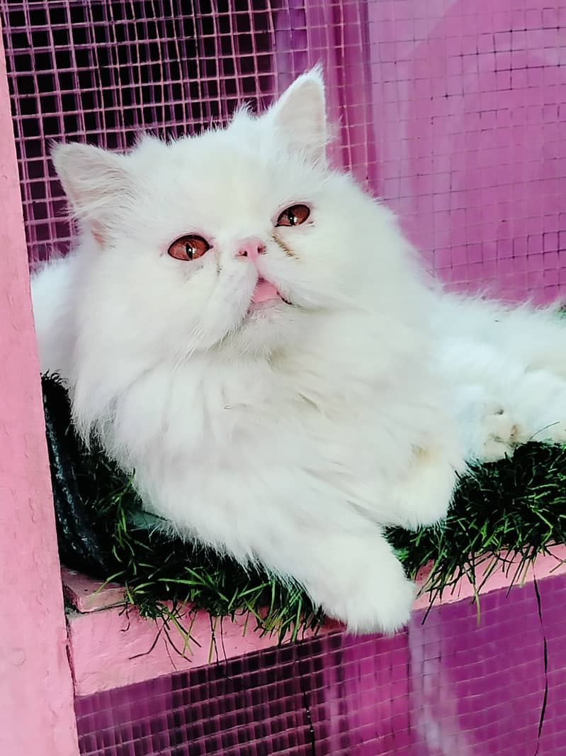 Piki Face Imported Cat | Cat Fore Sale | High Quality Kittens 3