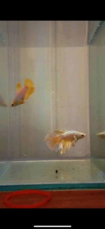 albino arowana, aligator gar , oscar 0#3#2#3#4#1#1#78#7#9 2