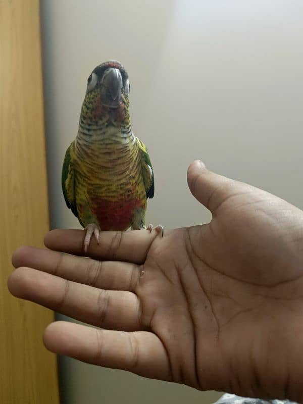 DANCING GREEN CHEEK YELLOW SIDED RED FACTOR CONURE FACE TO FACE 1