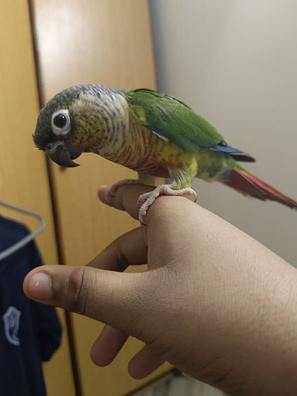 DANCING GREEN CHEEK YELLOW SIDED RED FACTOR CONURE FACE TO FACE 2