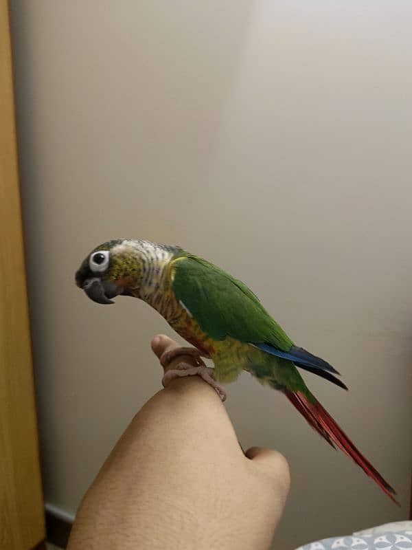 DANCING GREEN CHEEK YELLOW SIDED RED FACTOR CONURE FACE TO FACE 3