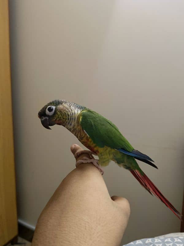 DANCING GREEN CHEEK YELLOW SIDED RED FACTOR CONURE FACE TO FACE 4