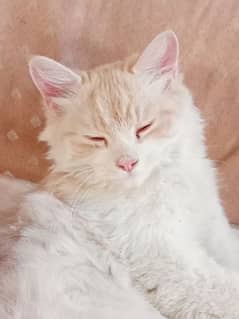 Furry Persian Young male looking for new home