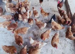 Lohama egg laying hens for sale