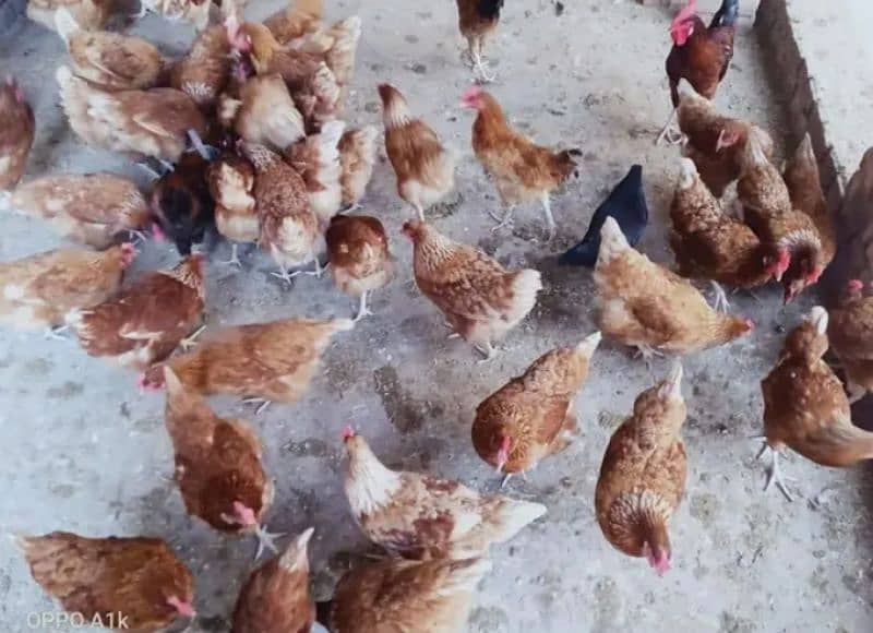 Lohama egg laying hens for sale 0