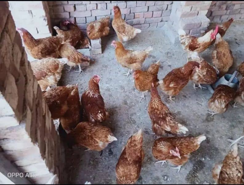 Lohama egg laying hens for sale 1