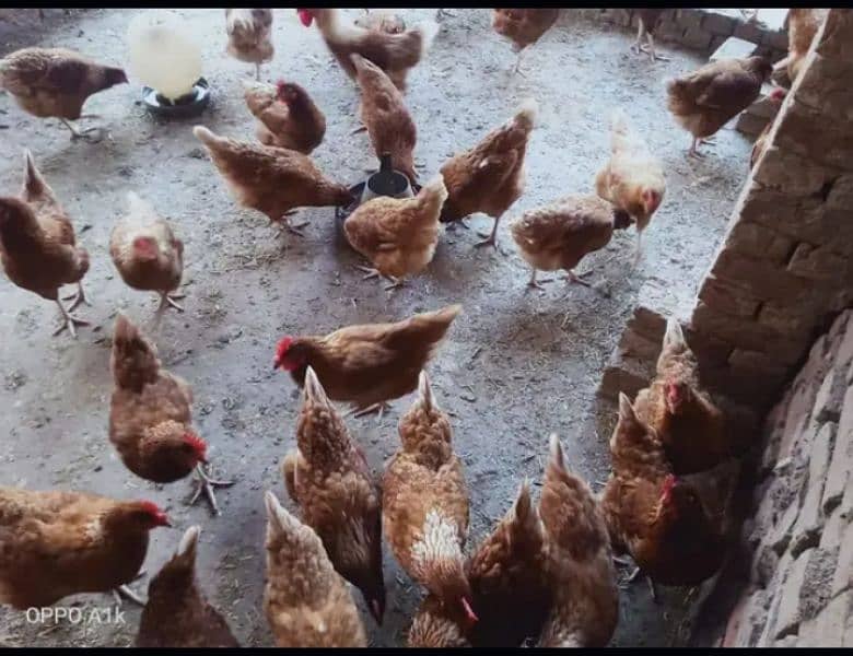 Lohama egg laying hens for sale 2