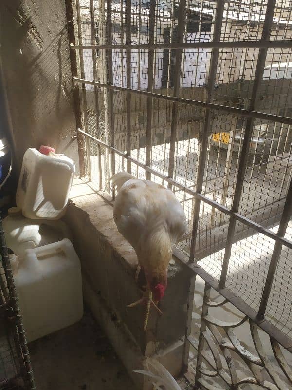 two Aseel male hen sale 0