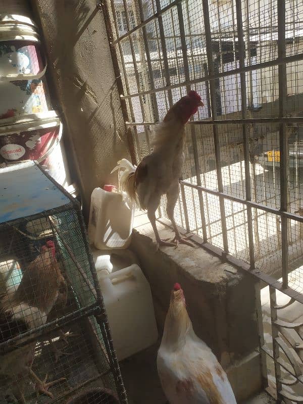 two Aseel male hen sale 1