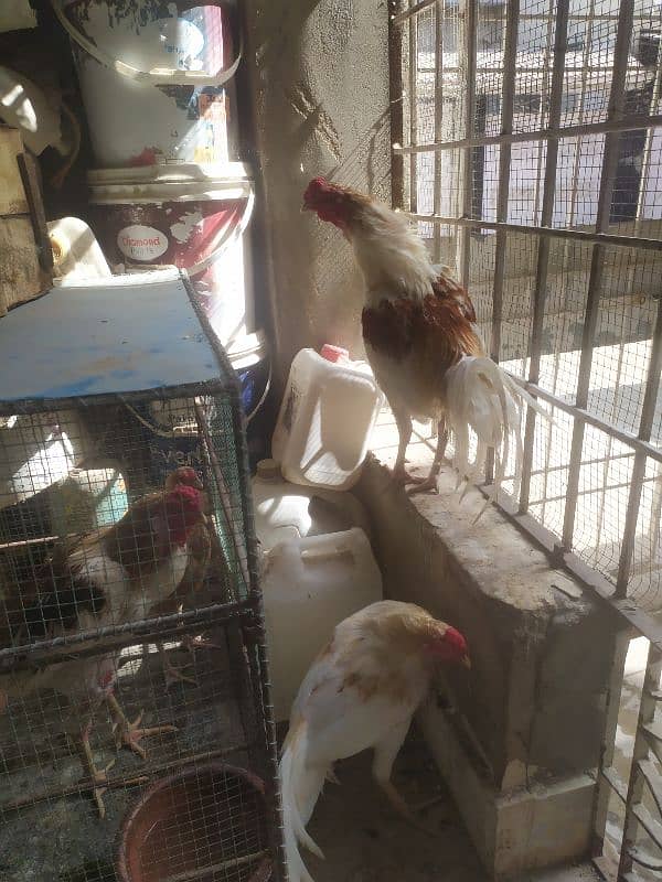 two Aseel male hen sale 2