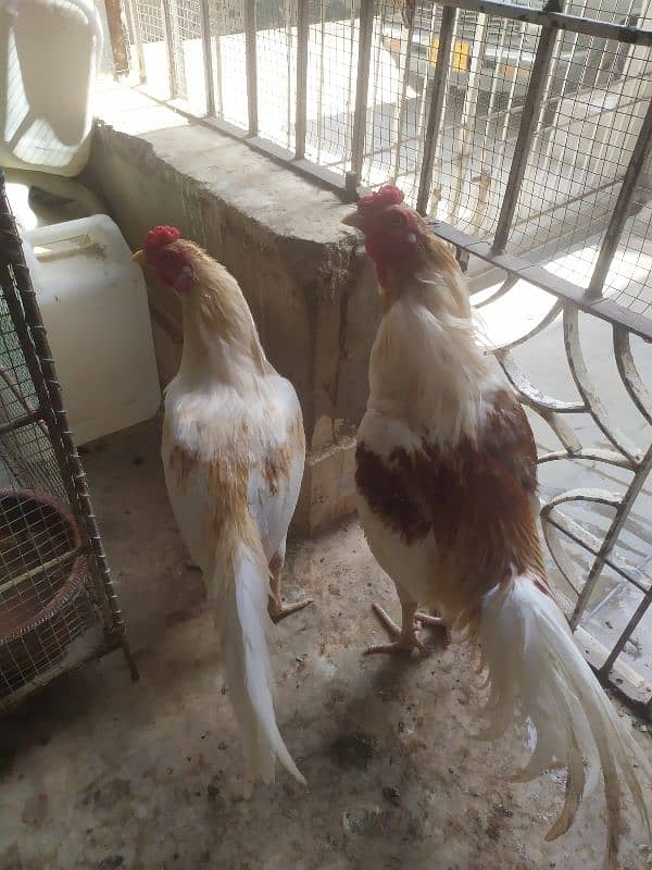 two Aseel male hen sale 3