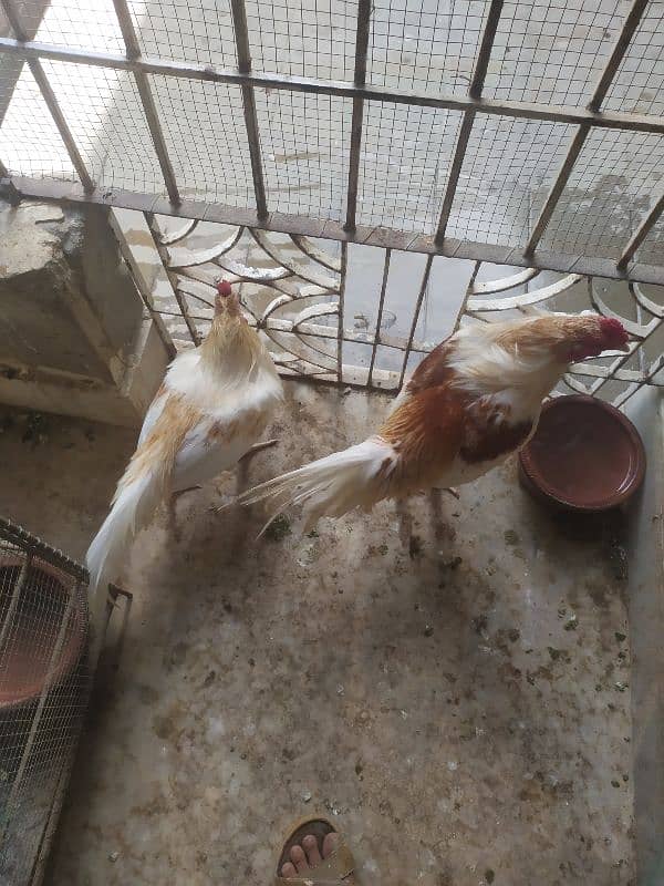 two Aseel male hen sale 5