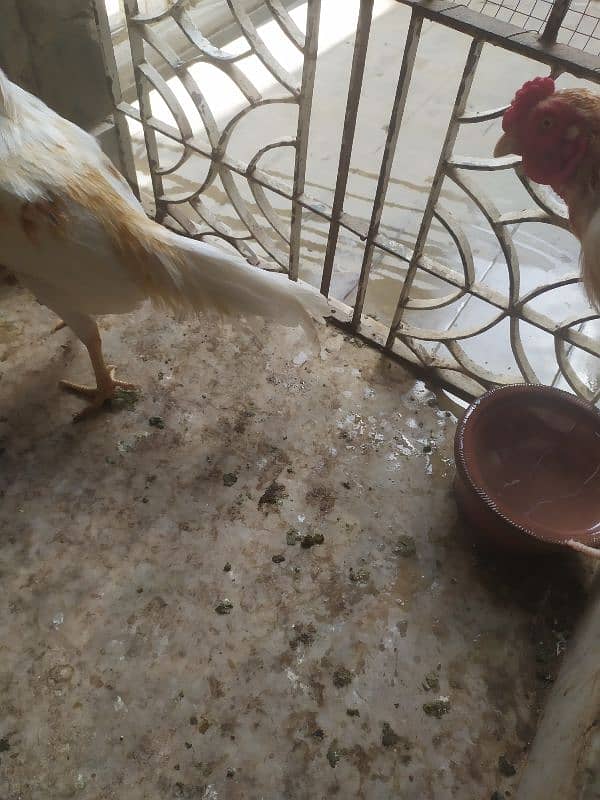 two Aseel male hen sale 6