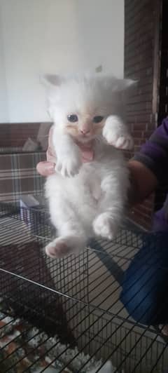 4 pure snow white pershian kittens for sale