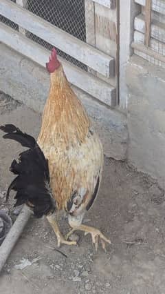 Desi Rooster ( 100% breeder )