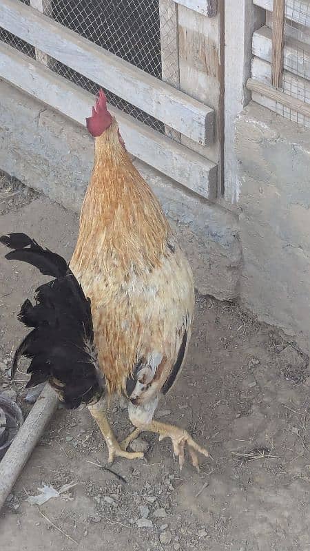 Desi Rooster ( 100% breeder ) 0