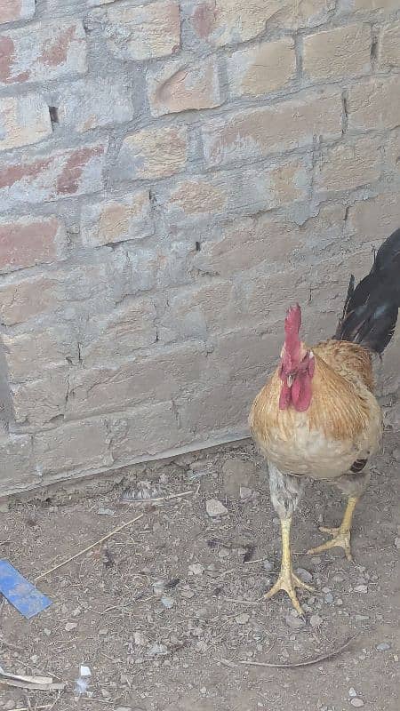 Desi Rooster ( 100% breeder ) 1