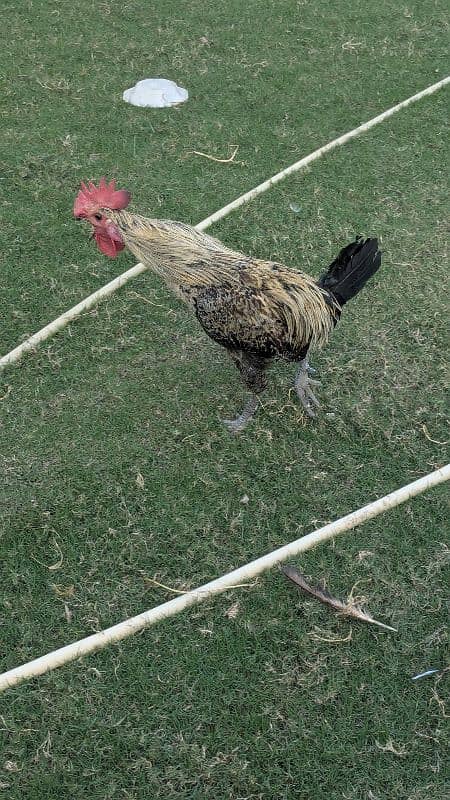 Desi Rooster ( 100% breeder ) 2